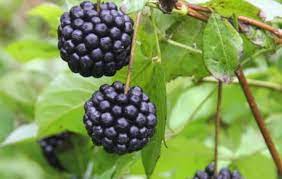 Siberian Ginseng – How It Is Beneficial for Your Health Siberian Ginseng - How It Is Beneficial for Your Health