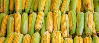 The Best Ways to Store and Preserve Sweet Corn