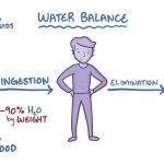 Reverse Osmosis Water Dehydrates